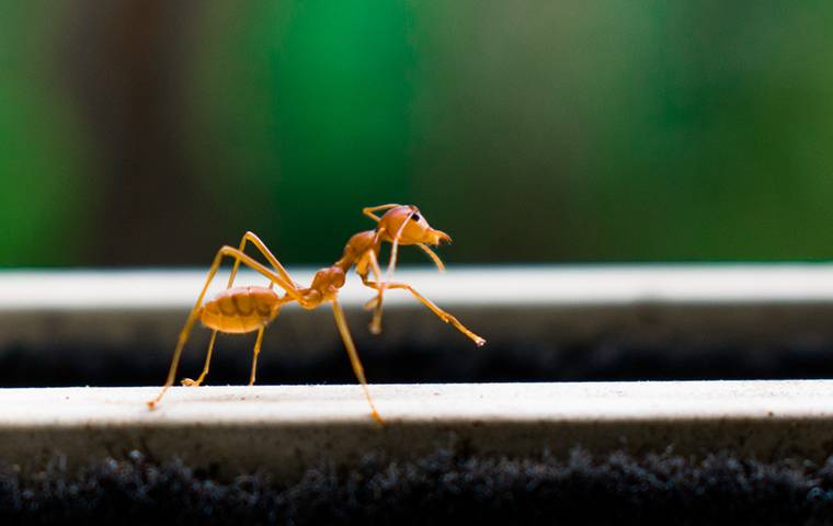 Fire ant on a window