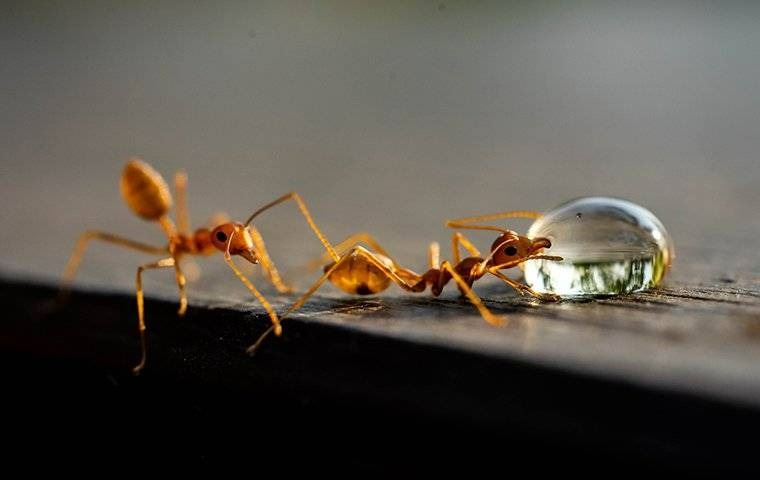 Fire ants crawling on the table