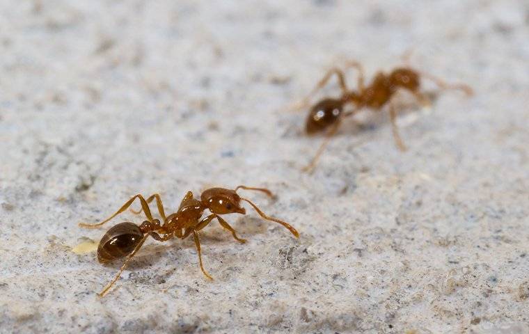 Two fire ants crawling on a patio.