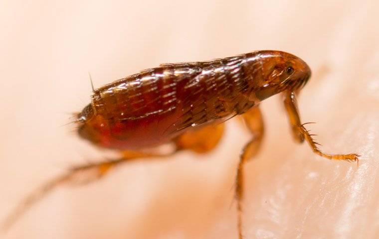 Flea crawling on someone's arm.