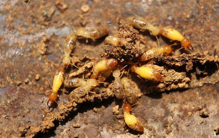 formosan-termites-near-home-5