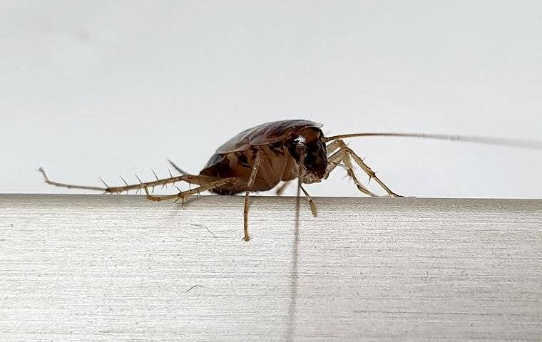 A close up image of a cockroach crawling on a counter