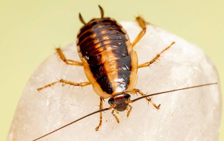 German roach in a kitchen.