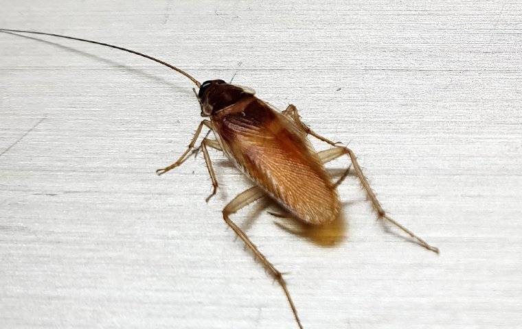 Cockroach