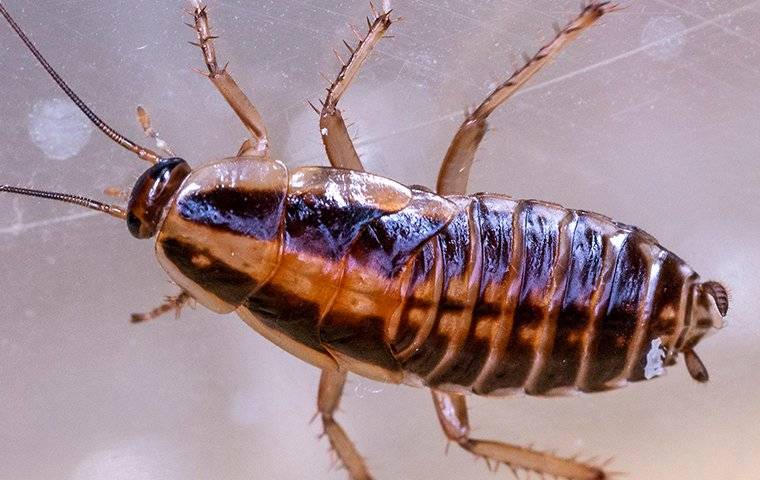 german-cockroach-on-glass