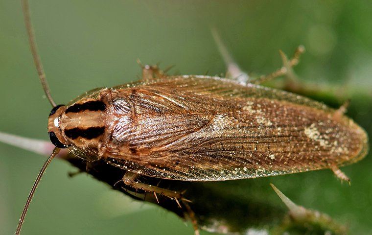 Cockroach 