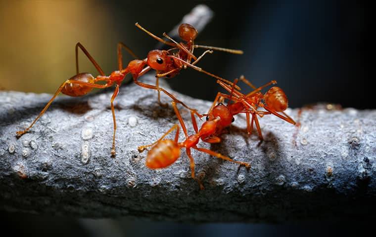 fire ants