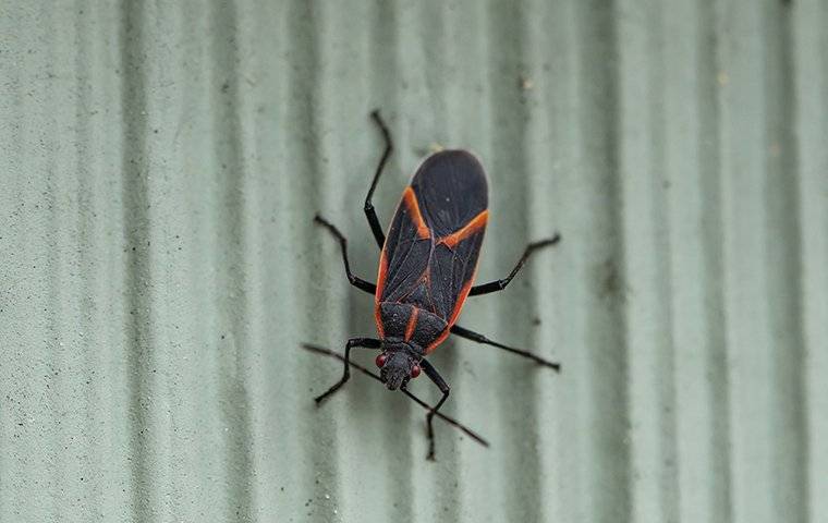 Boxelder Bug