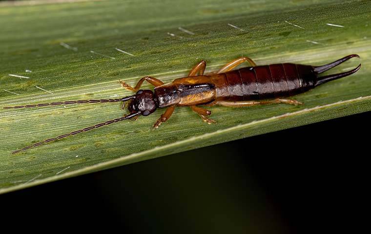 Go Forth Resource Center Earwig