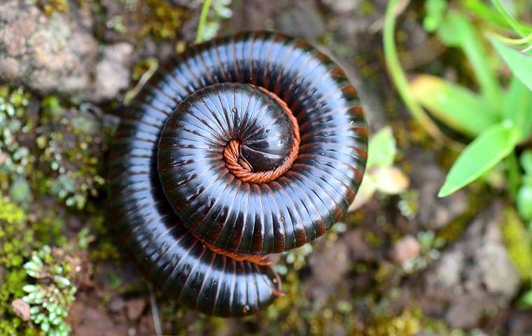 Go Forth Resource Center Millipede