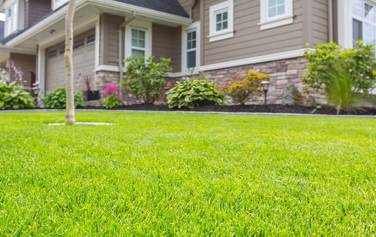 Front yard of a home.