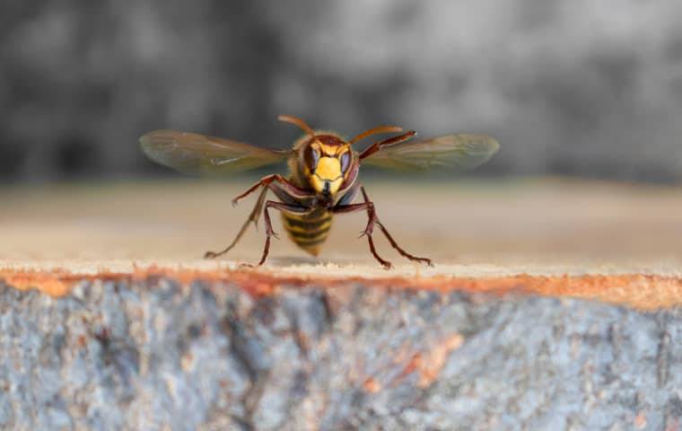 hornet-flying-near-landscaping