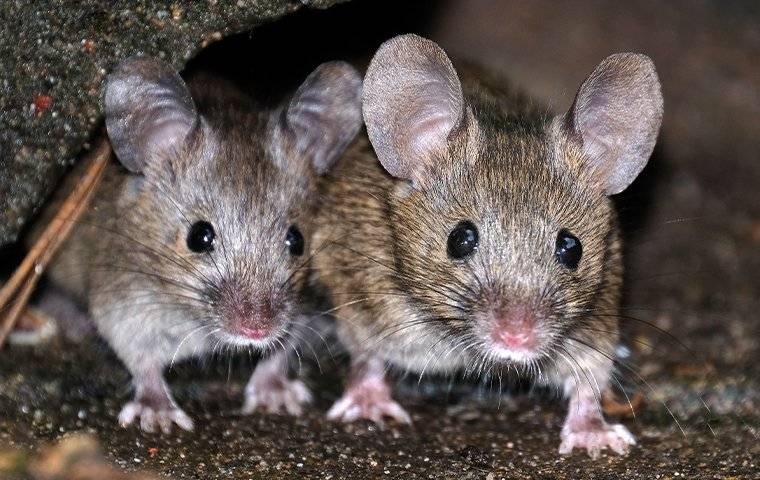 house-mice-in-southern-california