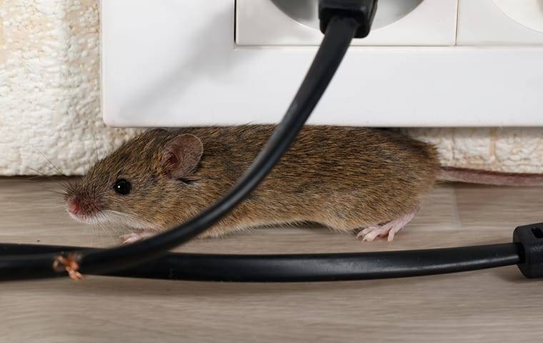 house-mouse-chewing-wires-6