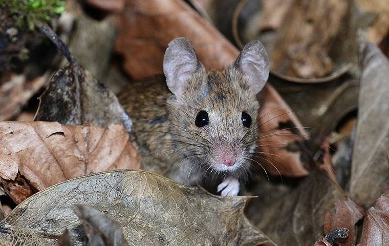 Rodent crawling in dried leaves.