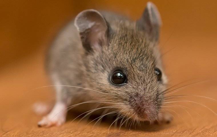 House Mouse Crawling In A Cupboard 2