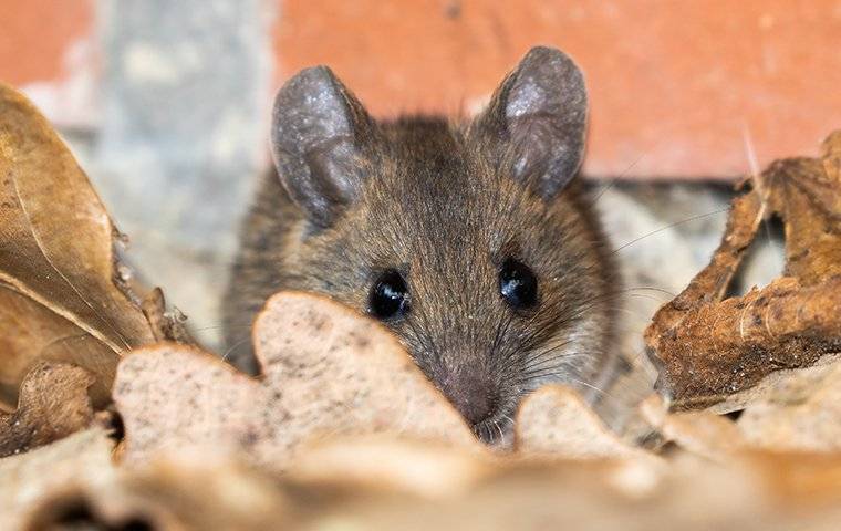 House Mouse