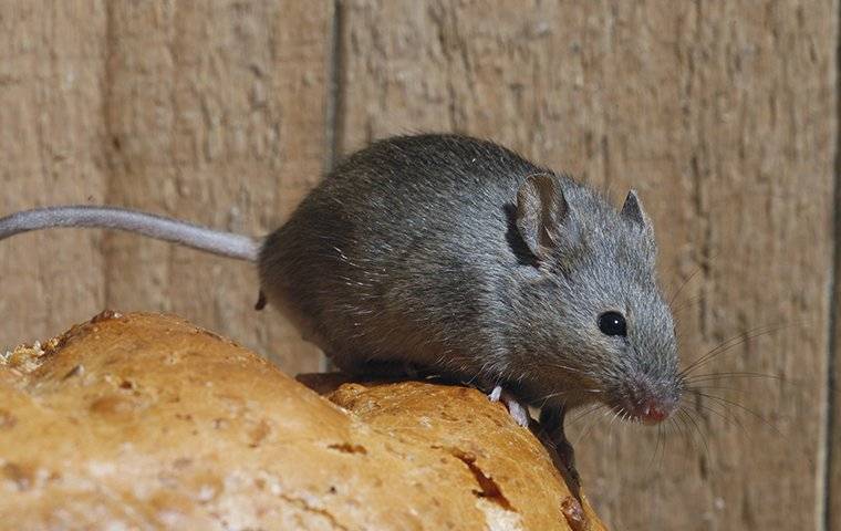 house-mouse-crawling-on-bread-2