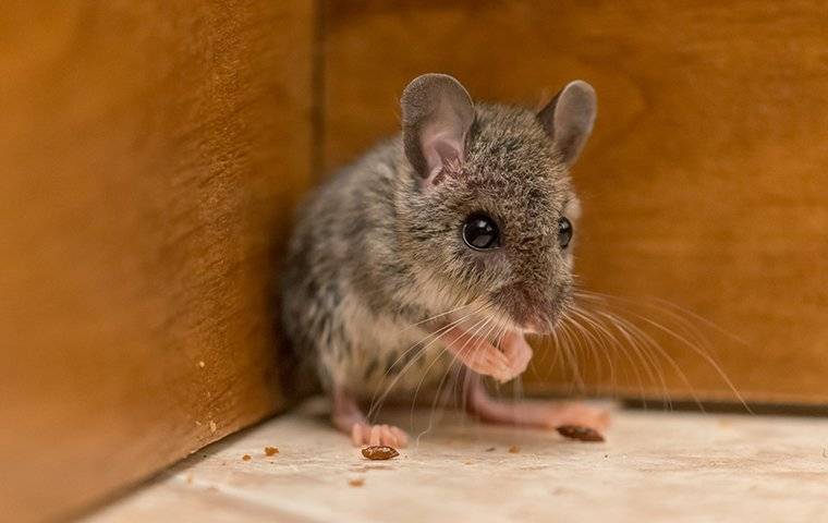 house-mouse-in-a-kitchen-cabinet-13