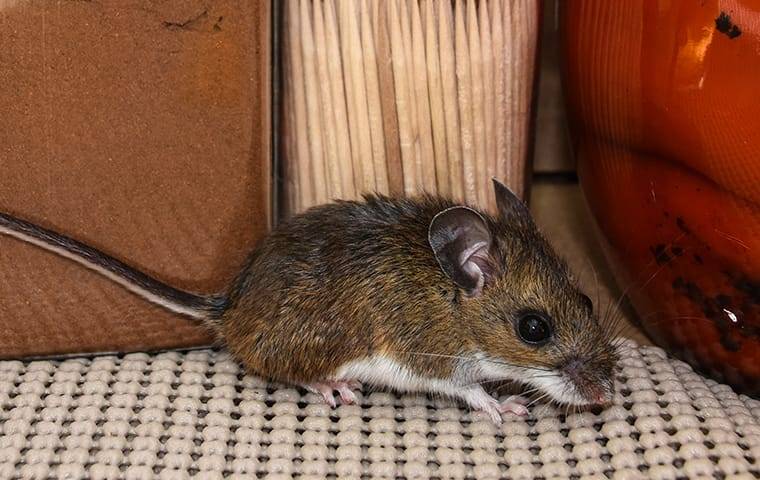 House mouse in a kitchen cabinet.