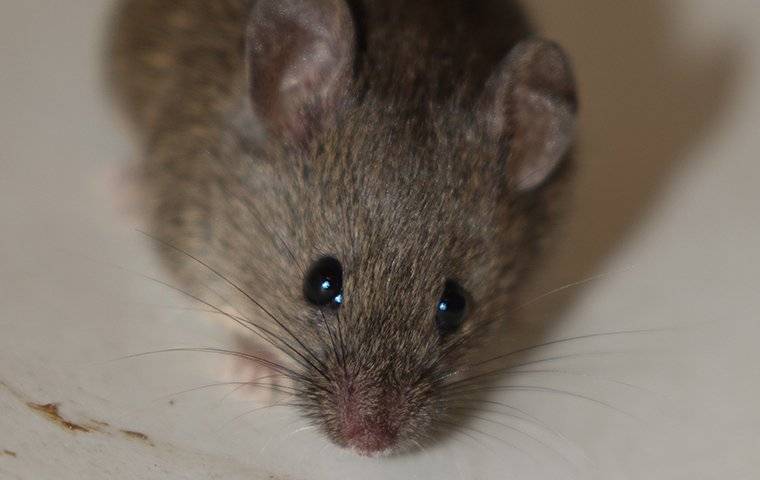 House mouse on white floor.