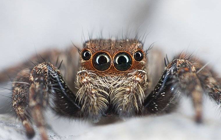 Jumping spider in a bedroom.