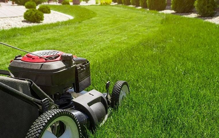 A lawn mower on a lush lawn