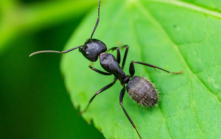 Little black ant on a leaf.