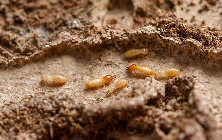 A close up image of a termite crawling on a rotten wood