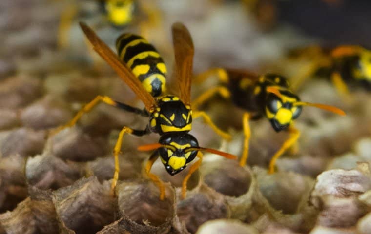 many-wasps-on-a-nest