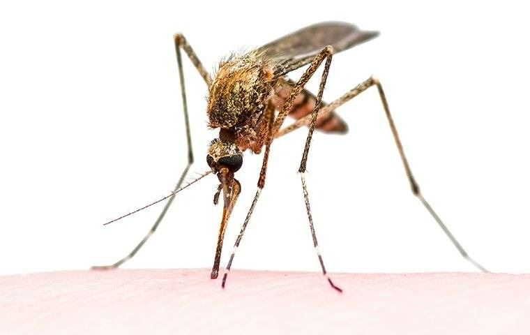 A close up image of a mosquito on human skin