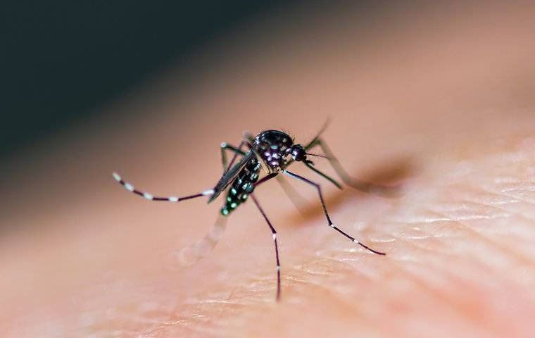 A mosquito biting human skin