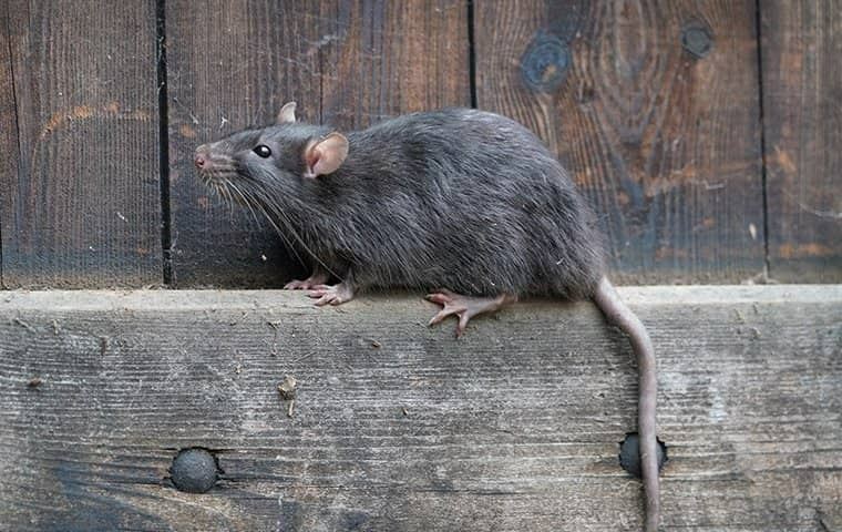 A Norway rat crawling on a fence