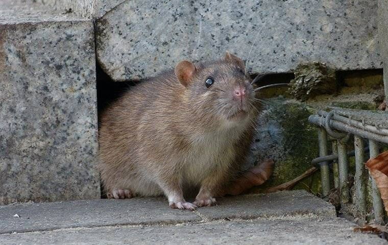 A Norway rat crawling out of a hole