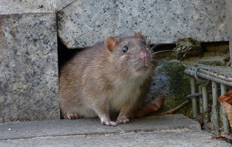 Rat 