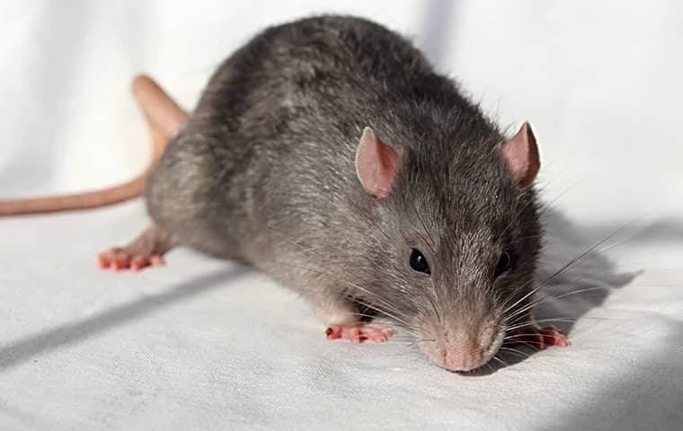 Norway rat in a kitchen.