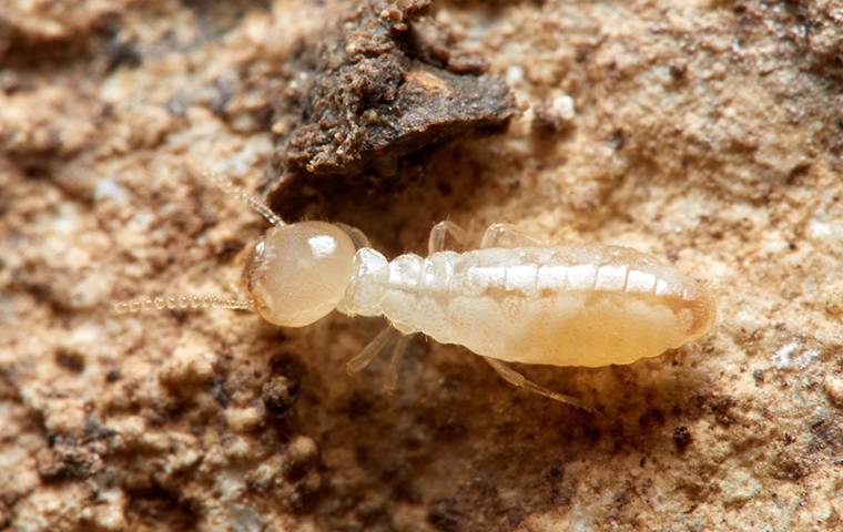 Termite