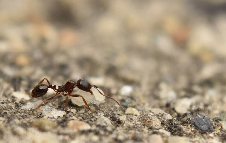 pavement-ant-close-up