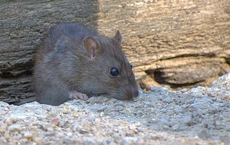 A rat crawling on the ground