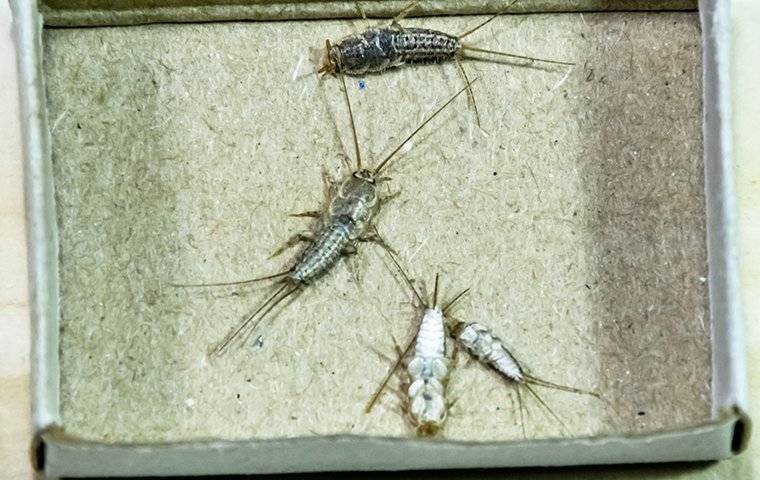 Silverfish on baking sheet.