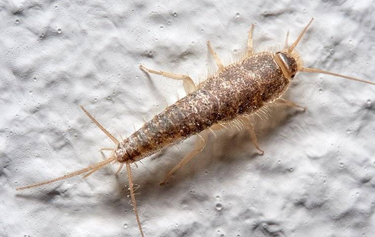 Silverfish 