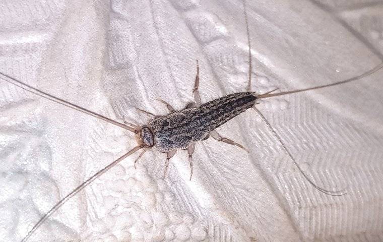 silverfish-in-bathroom