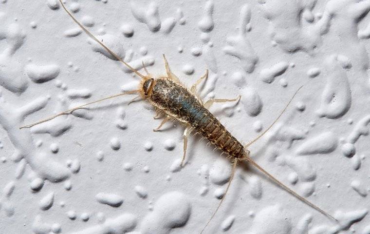 Silverfish 