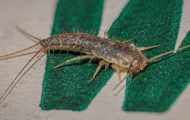 Silverfish 