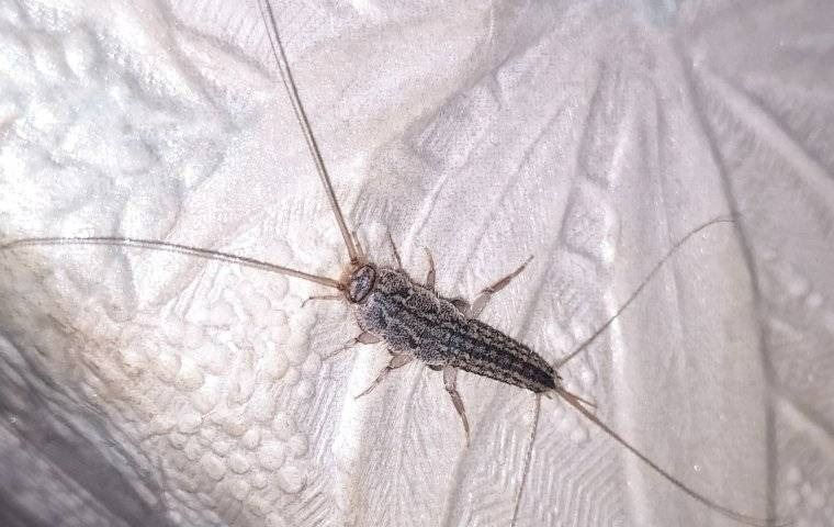 A close up image of a silverfish on a styrofoam