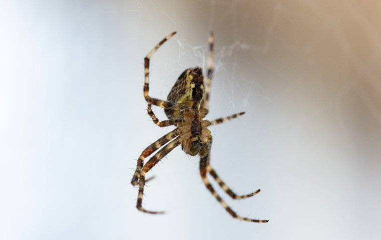 spider-hanging-in-web-2