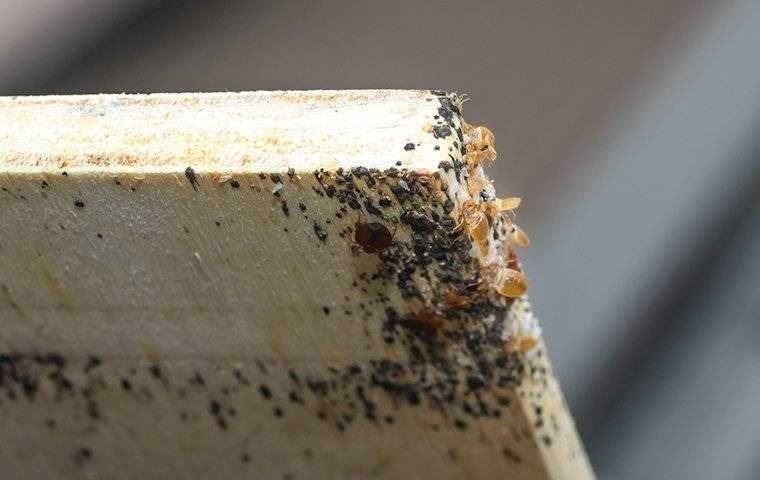 Bed bug infestation on wood