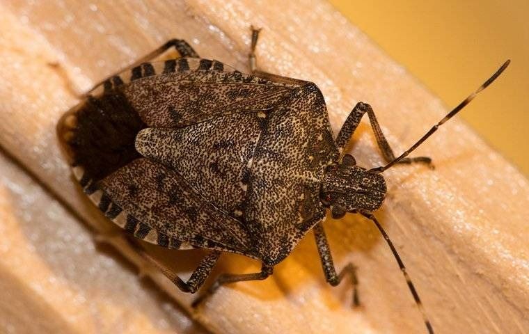 A stink bug crawling on a wood trim