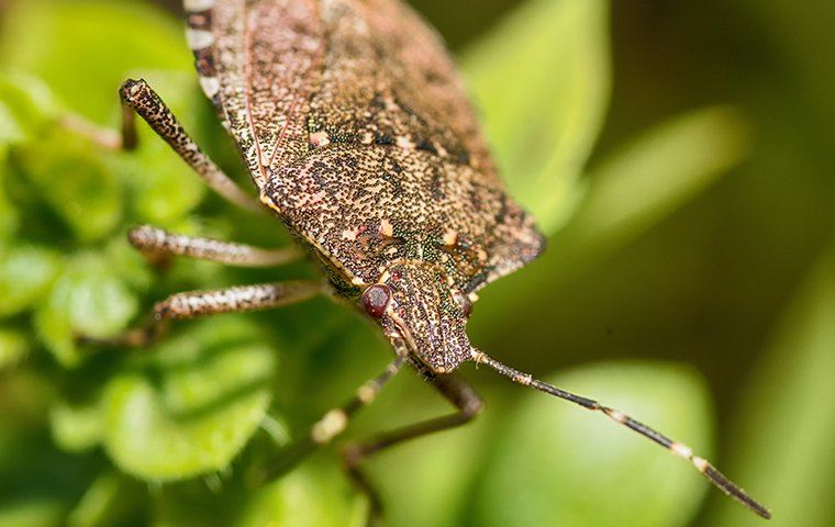 stink Bug