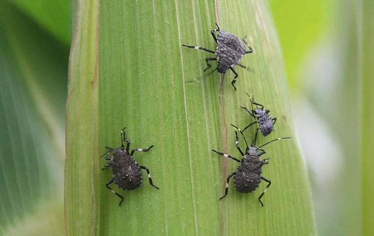 Stink bugs on grass.